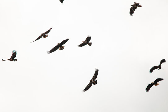 flock of eagles