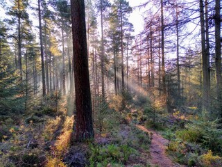 Sun through the forest