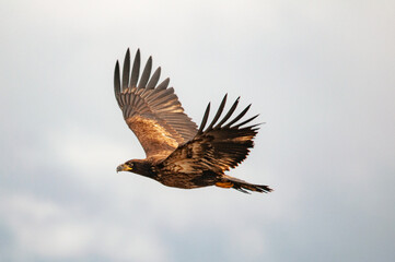 eagle in flight
