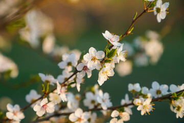 close up of an apple tree branch with wihte blossoms in german spring at sunset