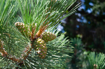 Cones of Pinus nigra, variety of pine