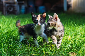 baby kittens on grass