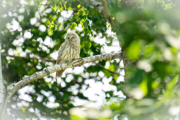 北海道の6月、森の奥に潜むエゾフクロウの初夏。