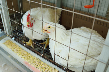 broiler chickens eat food close-up on a poultry farm.