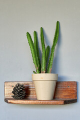 cactus órgano plant in white pot beside a pineapple ornament on wooden rack hanging on wall. Pachycereus marginatus. Vertical and minimalist decoration.