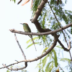 Asian bee eater bird on tree branch in jungle. Beautiful wall hanging of bird. Background for seasonal greetings