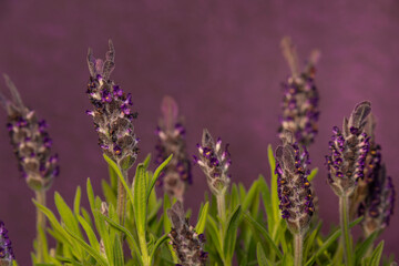 Lavender flower with violet background and green stem