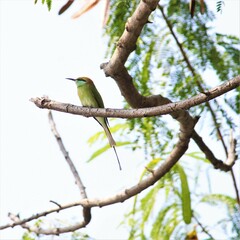 Asian bee eater bird on tree branch in jungle. Beautiful wall hanging of bird. Background for seasonal greetings