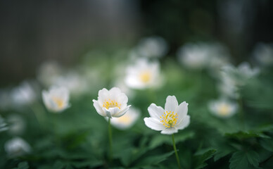 Naklejka na ściany i meble wood anemone spring white flower