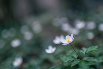 wood anemone spring white flower