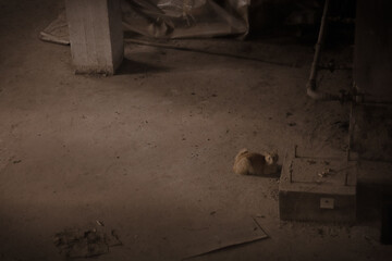 Gato sentado en lugar abandonado fábrica