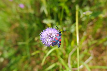 Insect on a flower
