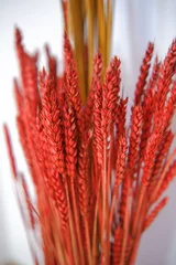 Wall murals Red close up of a flower wheat