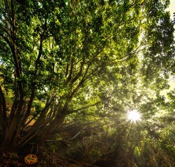 Árbol de la vida con luz del sol entre las hojas