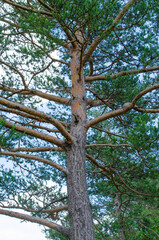 Pinus sylvestris, variety of pine