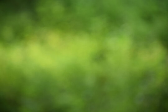 Green Bokeh Background, forest green blurry soft image for background use