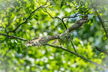 北海道の6月、エゾフクロウの飛び出し。
