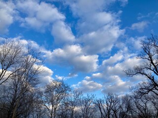 clouds in the sky above trees