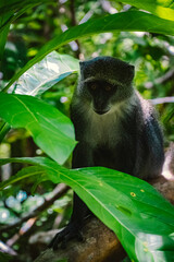 The monkey, one of the rarest primates in Africa and found only on Zanzibar's main island, had seen its population decline to less than 2,000 individuals in the 1990s. But thanks to the establishment 
