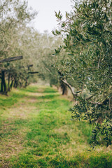 Beautiful old olive trees in a spring garden.