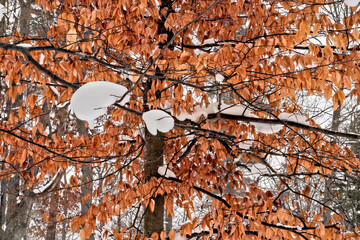 Beech tree leaves in northern Michigan winter forest