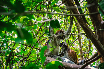 The monkey, one of the rarest primates in Africa and found only on Zanzibar's main island, had seen...