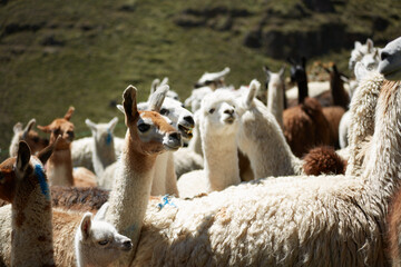 Fototapeta premium LLamas