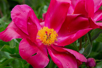 peony blossom with dark pink petals and yellow stamen