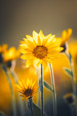 Balsamroot facing the sun