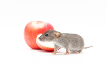 Funny dumbo rat and red apple isolated on white background