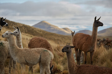 Llamas