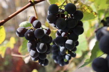 Ripe bunches of red grapes close-up, Isabella grapes