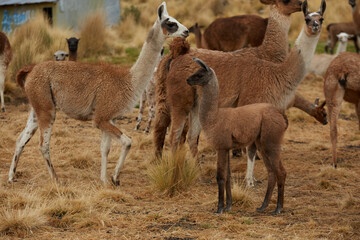Llama