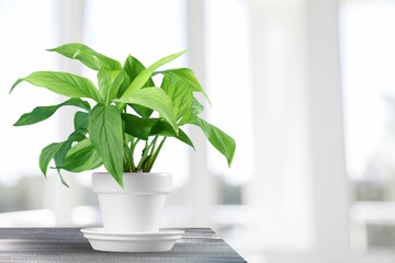 Office plant on window background, plant at home. Houseplant in pot  with green leaves.