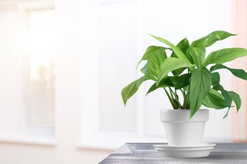 Office plant on window background, plant at home. Houseplant in pot  with green leaves.