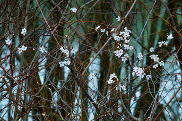 Spring sketch, first inflorescences on tree branches