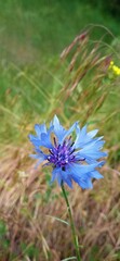 Blue flower