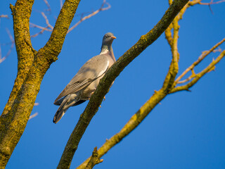 Pigeon perching on a tree on blue sky background