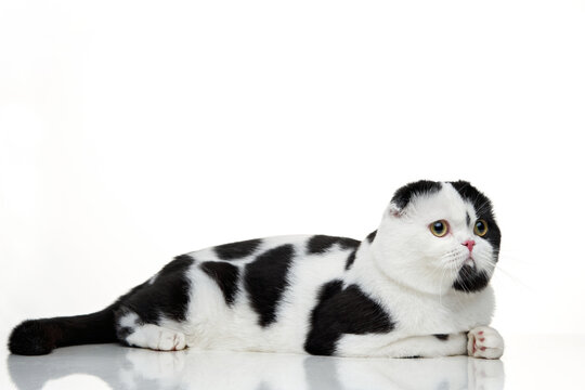 Black and white Scottish Shorthair cat on a white background. studio photos for advertising. Happy pet.