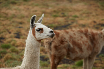 LLama