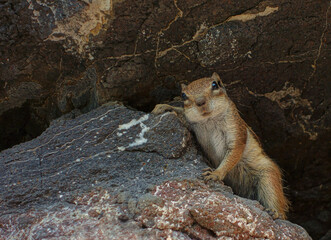 squirrel on the rock © Alicja