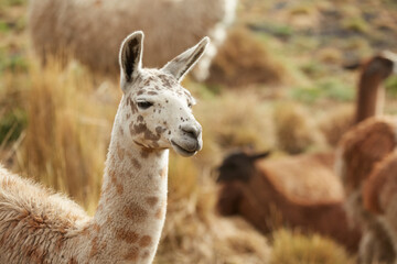 Llama