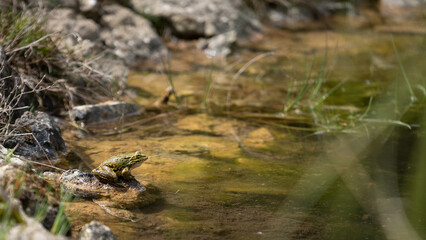 A little frog sits by the pond