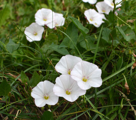 Convolvulus arvensis grows in the field