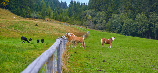 Neugierige Pferde beobachten eine Schafherde, in den Österreichischen Alpen, (Haflinger). Am Pass...