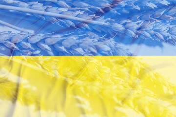 Flag of Ukraine on field background. Concept of wheat oats in Ukraine
