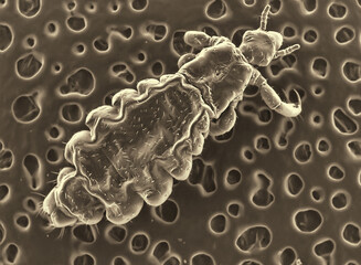 Lice (louse). Electron microscope photo. Science