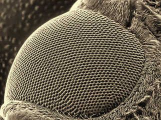 Mango tree borer, Batocera rufomaculata. Eye. Electronic microscope photo. Science