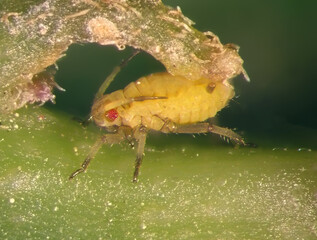 Aphids (plant lice, greenflies, blackflies or whiteflies) are among the most destructive insect pests on cultivated plants in temperate regions