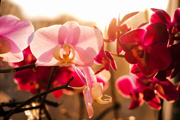 indoor flowers pink orchids close up
